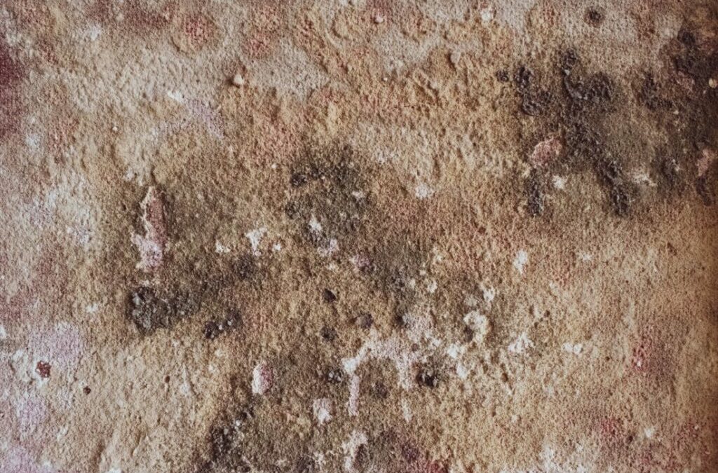 DEBUNKING TOP FIVE COMMON MOULD MYTHS
