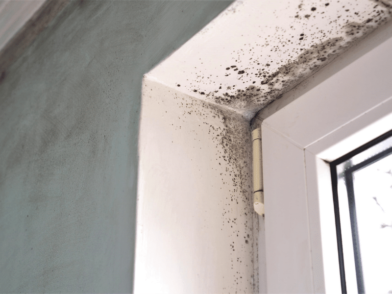 removing mould from a damp home