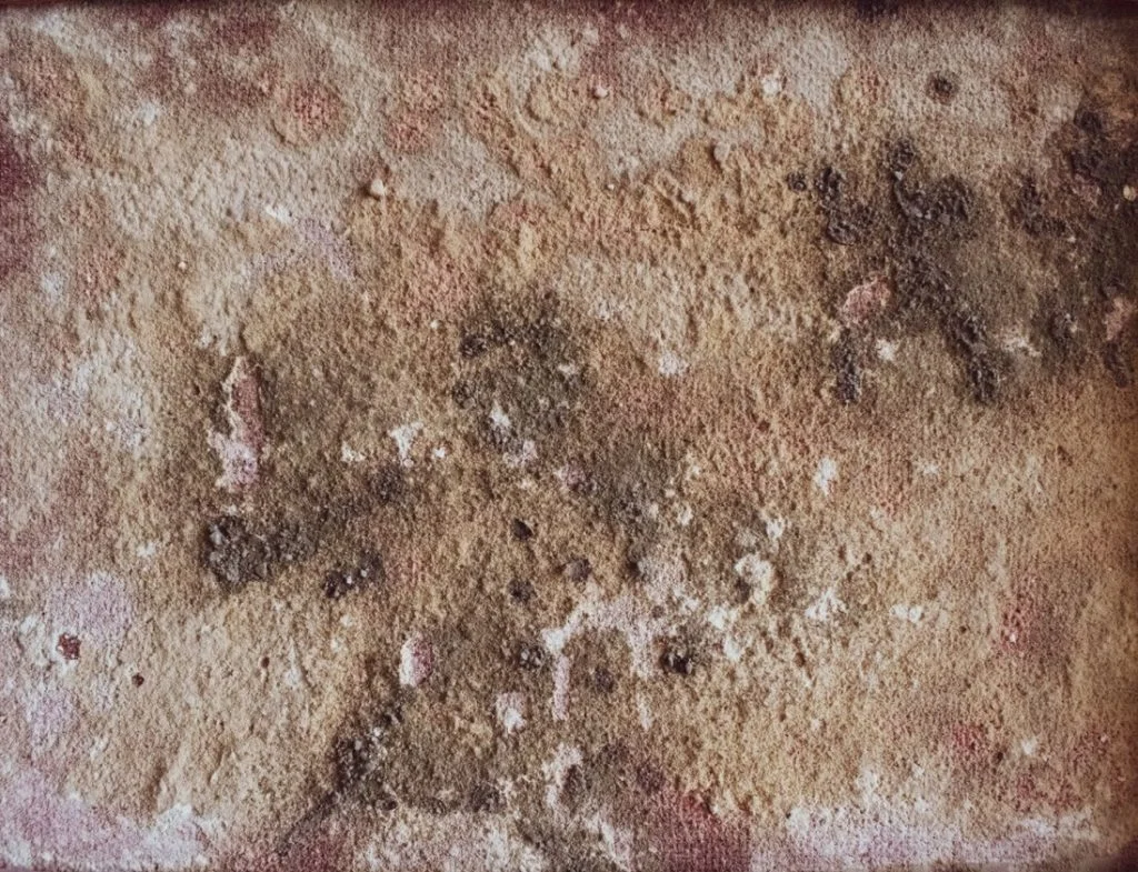 Debunking Top Five Common Mould Myths 1024x785